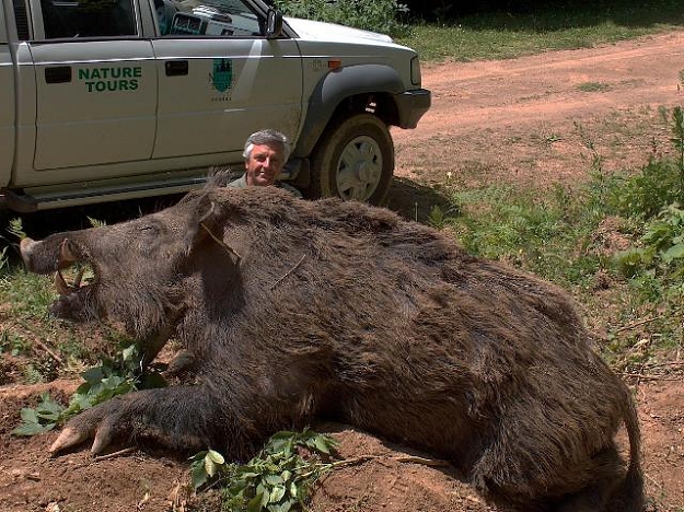 Click to Enlarge

Name: bigpig1.jpg
Size: 87 KB