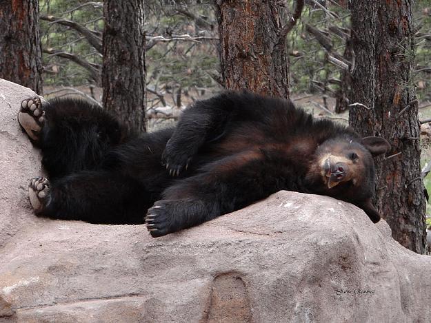 Click to Enlarge

Name: relaxing-black-bear-jamie-ramirez.jpg
Size: 134 KB