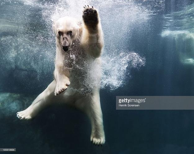 Click to Enlarge

Name: Close up of polarbear in water, shot underwater.jpg
Size: 143 KB