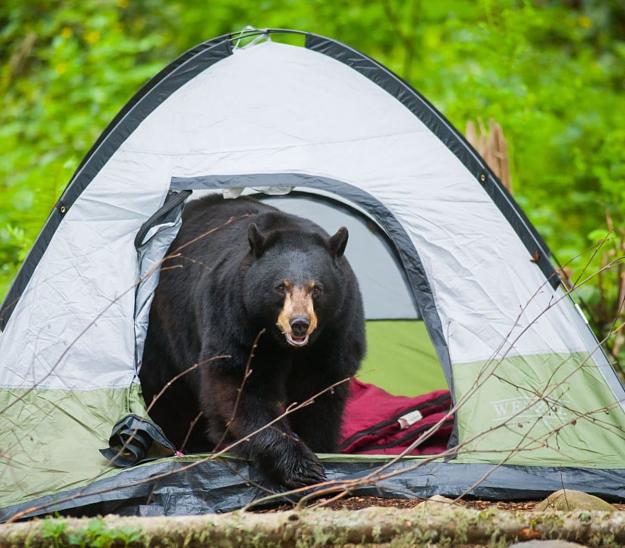 Click to Enlarge

Name: bear camp.jpg
Size: 168 KB