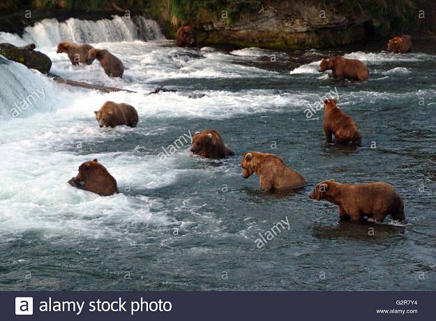 Click to Enlarge

Name: bears.jpg
Size: 187 KB