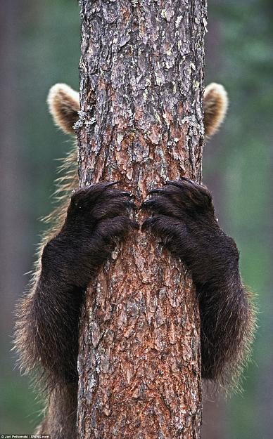 Click to Enlarge

Name: bear hiding.jpg
Size: 487 KB