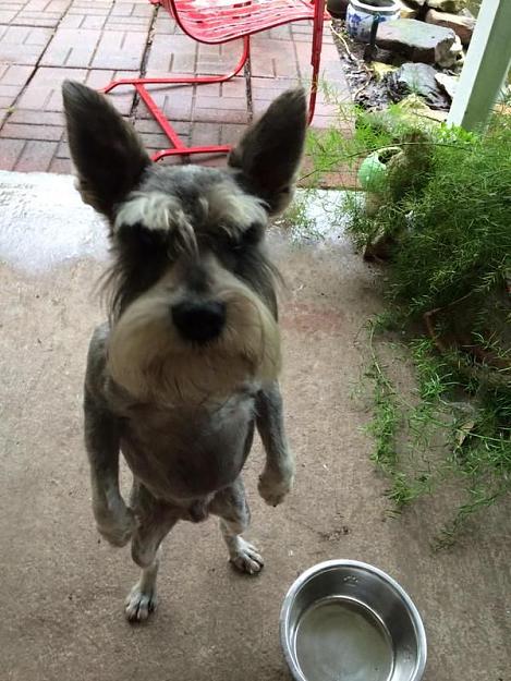 Click to Enlarge

Name: PsBattle_ An angry dog standing upright.jpg
Size: 88 KB