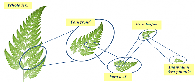 Click to Enlarge

Name: Fern6.png
Size: 271 KB