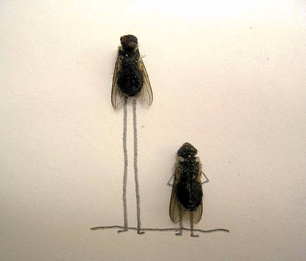 Click to Enlarge

Name: flies2.jpg
Size: 28 KB