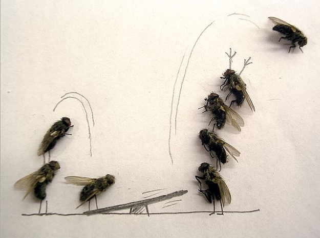 Click to Enlarge

Name: flies3.jpg
Size: 40 KB