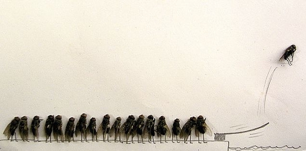 Click to Enlarge

Name: flies4.jpg
Size: 28 KB