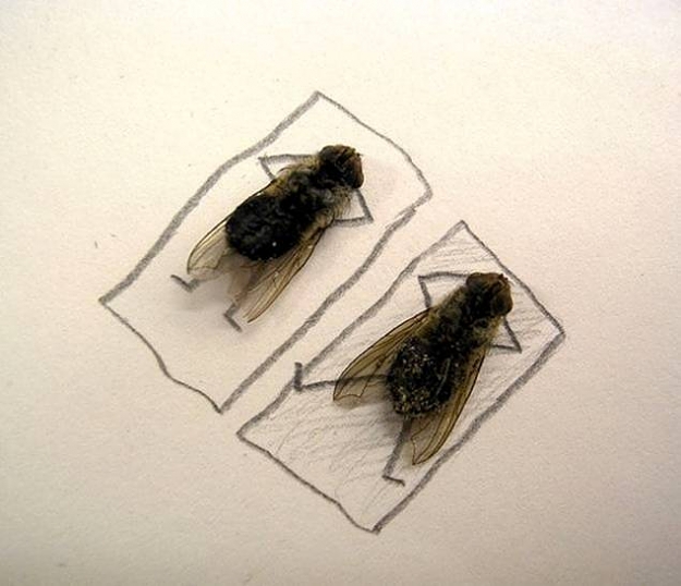 Click to Enlarge

Name: flies5.jpg
Size: 35 KB