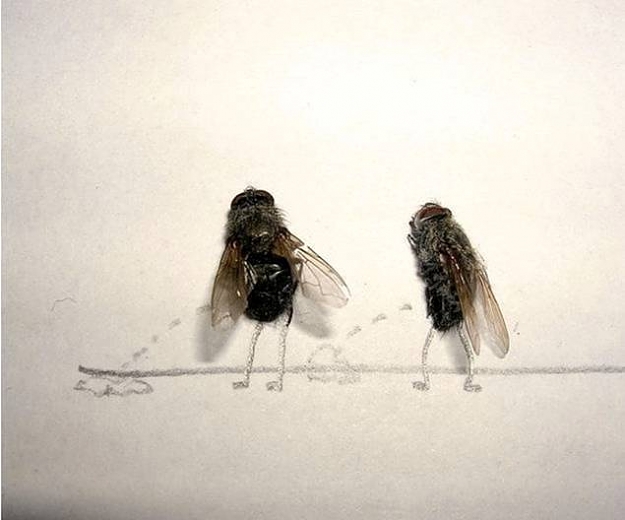 Click to Enlarge

Name: flies6.jpg
Size: 27 KB