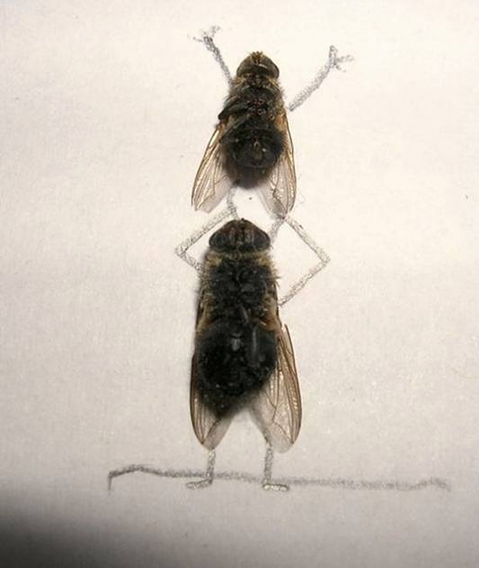Click to Enlarge

Name: flies7.jpg
Size: 26 KB