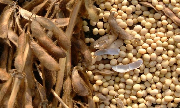 Click to Enlarge

Name: SoyBeans.jpg
Size: 98 KB