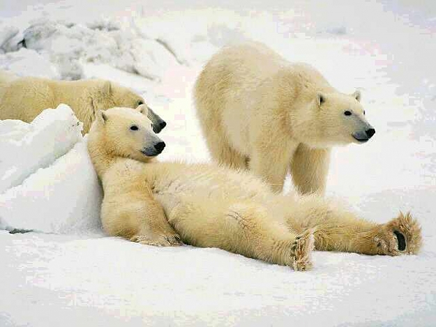 Click to Enlarge

Name: bear3.jpg
Size: 21 KB