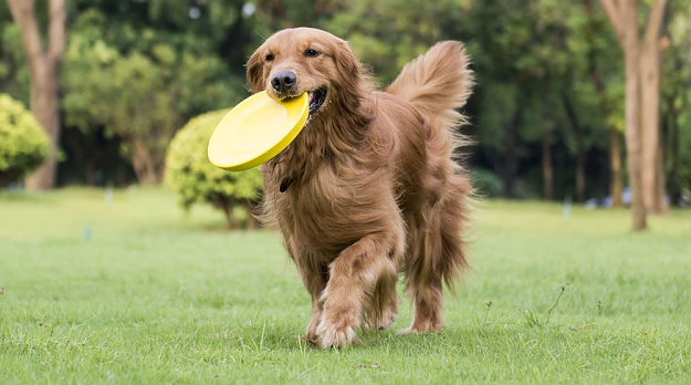 Click to Enlarge

Name: dog with frisbee.png
Size: 701 KB