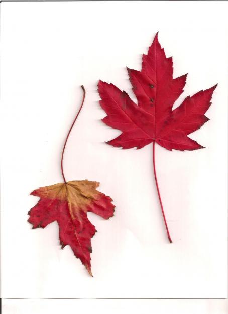 Click to Enlarge

Name: maple leaves 001.jpg
Size: 210 KB