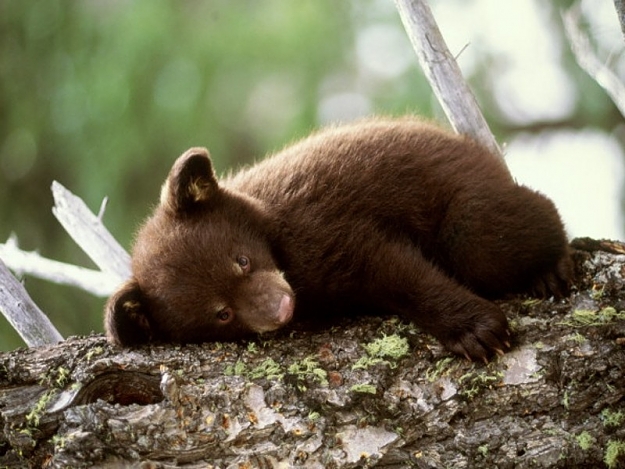 Click to Enlarge

Name: bear7.jpg
Size: 101 KB