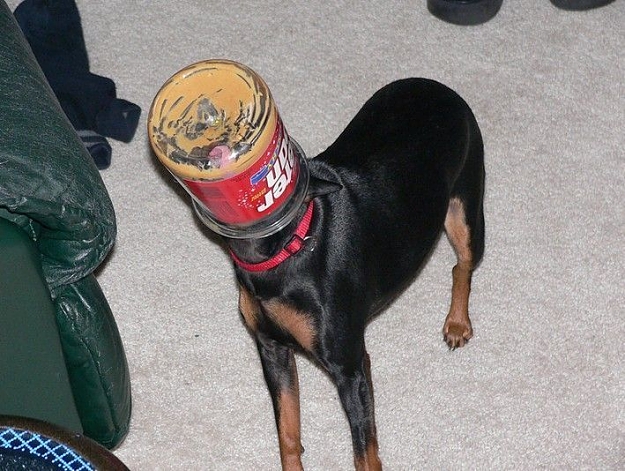Click to Enlarge

Name: 277606-dog_aware_head_stuck_jar.jpg
Size: 86 KB