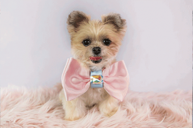 Click to Enlarge

Name: Pink-Dog-Bow-Tie_1200x1200.gif
Size: 350 KB