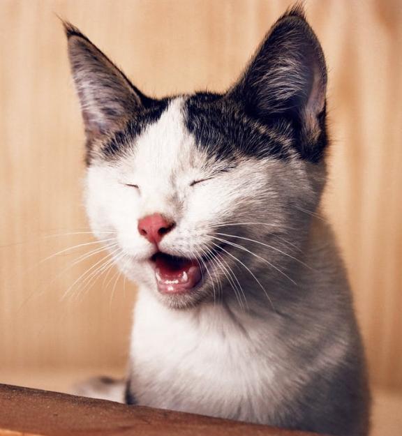 Click to Enlarge

Name: pexels-photo-1183434.jpeg
Size: 304 KB