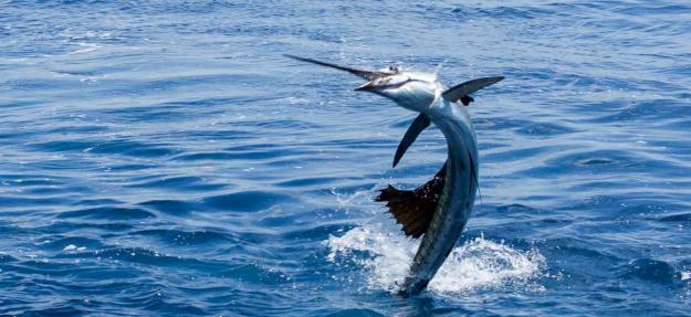 Click to Enlarge

Name: sailfish.jpg
Size: 87 KB