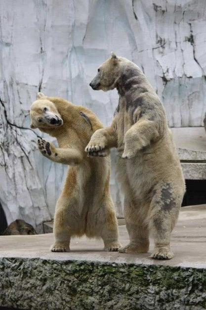 Click to Enlarge

Name: funny-pictures-of-dancing-animals-18.jpg
Size: 55 KB