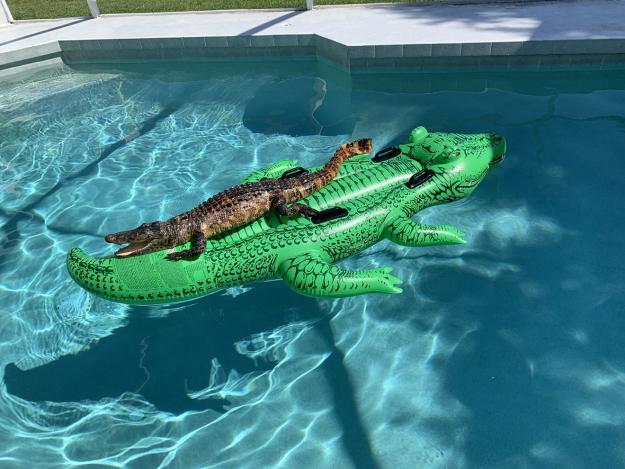 Click to Enlarge

Name: alligator_pool_float.jpeg
Size: 331 KB