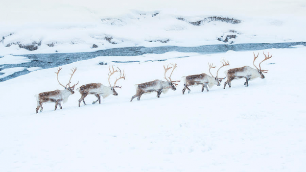 Click to Enlarge

Name: reindeers 5 row 27-12-2021 9-35-30 am.png
Size: 298 KB