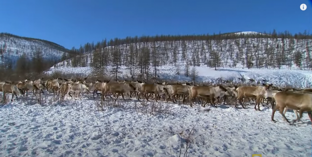 Click to Enlarge

Name: reindeers too many.png
Size: 1.0 MB