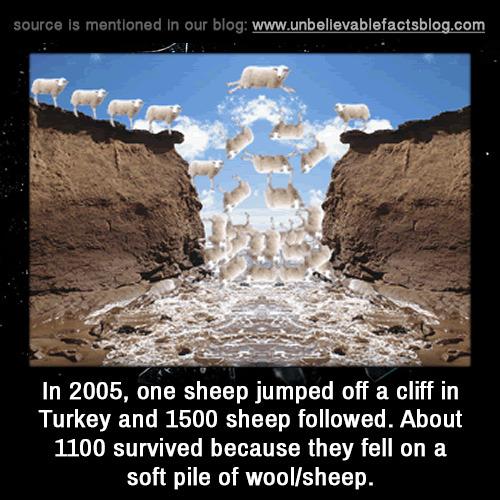 Click to Enlarge

Name: facts.jpg
Size: 108 KB