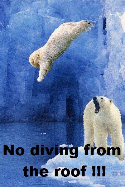 Click to Enlarge

Name: bear dive.jpg
Size: 61 KB