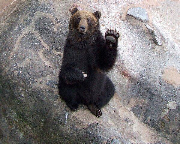 Click to Enlarge

Name: hi bear.jpg
Size: 81 KB