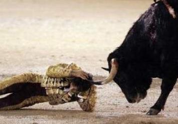 Click to Enlarge

Name: bull_08-874160194.jpg
Size: 59 KB