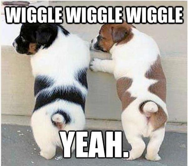 Click to Enlarge

Name: dog-humor-wiggle-wiggle-puppies.jpg
Size: 48 KB