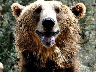 Click to Enlarge

Name: happy-bear.jpg
Size: 107 KB