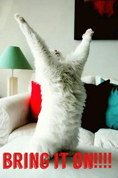 Click to Enlarge

Name: cat on.jpg
Size: 47 KB