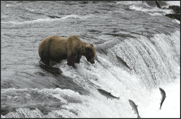 Click to Enlarge

Name: bear feed upstream.png
Size: 131 KB
