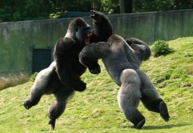 Click to Enlarge

Name: gorilla-fight-big-3833517207.jpg
Size: 52 KB