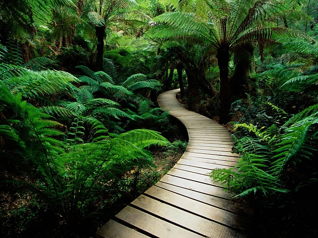 Click to Enlarge

Name: serene-nature-walk-trail.jpg
Size: 324 KB