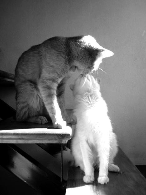 Click to Enlarge

Name: adorable-black-and-white-cat-couple-Favim.jpg
Size: 66 KB