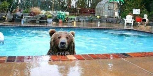 Click to Enlarge

Name: Pool+party+my+friend+is+inviting+me+to+pool_df606.jpg
Size: 117 KB