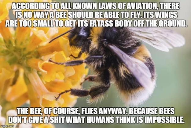 Click to Enlarge

Name: according-to-all-known-bee-meme.jpg
Size: 58 KB