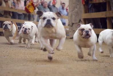 Click to Enlarge

Name: bulldogs.funny.jpg
Size: 16 KB