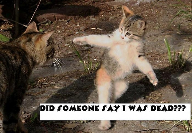 Click to Enlarge

Name: cat.jpg
Size: 67 KB
