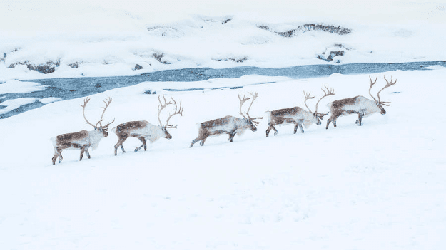 Click to Enlarge

Name: reindeers 5 row 27-12-2021 9-35-30 am.png
Size: 117 KB