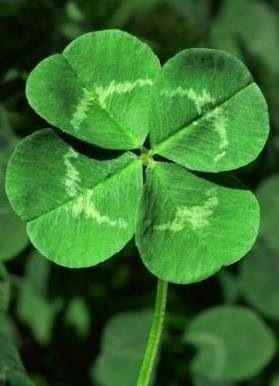 Click to Enlarge

Name: Irish Symbols and Their Meanings.jpg
Size: 18 KB
