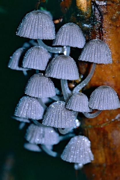 Click to Enlarge

Name: Beautiful mushrooms.jpg
Size: 123 KB