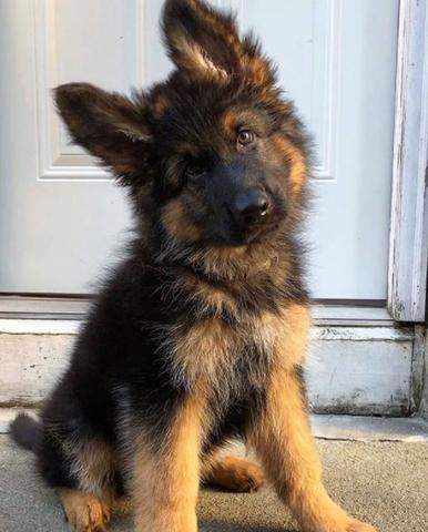 Click to Enlarge

Name: 20 Baby German Shepherd For Your Viewing Pleasure.jpg
Size: 32 KB