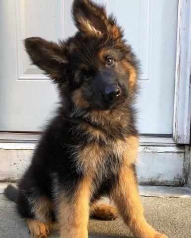 Click to Enlarge

Name: 20 Baby German Shepherd For Your Viewing Pleasure.jpg
Size: 32 KB