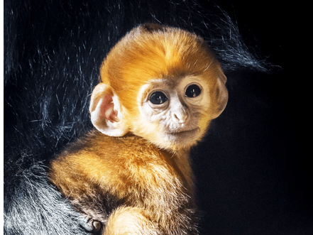 Click to Enlarge

Name: Screenshot 2022-09-21 at 17-32-04 The Brutal Reason Some Primates Are Born a Weird Color.png
Size: 93 KB