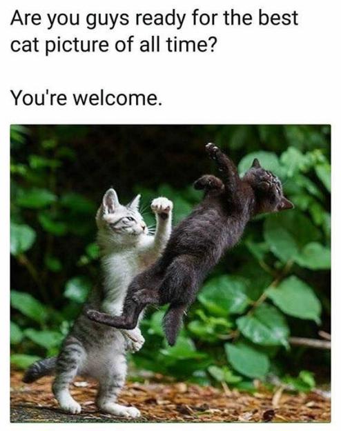 Click to Enlarge

Name: 32 Grade-A Memes and Pics from All around the Web.jpg
Size: 61 KB