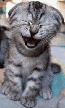 Click to Enlarge

Name: laughing-kitty-cat.gif
Size: 69 KB